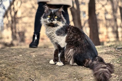 The mspca receives numerous calls from individuals with questions who have noticed cats roaming freely in their neighborhoods. Tips On Caring For Feral Cats In Your Area - Cattitude Daily