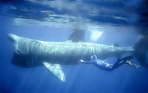 Basking Shark The Second Largest Fish