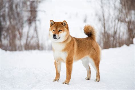 15 Adorable Asian Dog Breeds With History From Siberia To Japan And