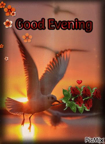 Sunset Dove Good Evening  Pictures Photos And Images For