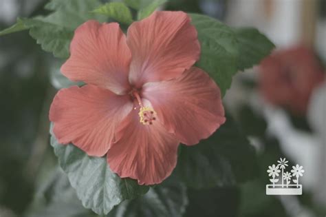 How To Care For Hibiscus A Simple Guide Plants House
