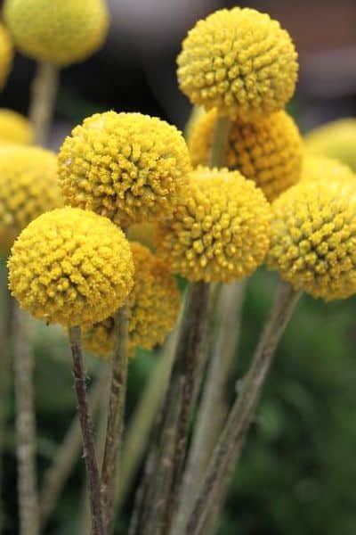 10 Beautiful Ball Shaped Flowers Urban Garden Gal