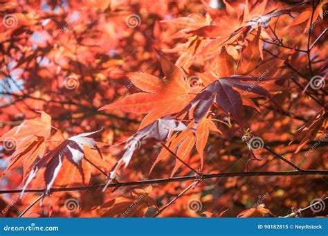 Red Japanese Maple Leaves In A Japanese Garden Stock Image Image Of