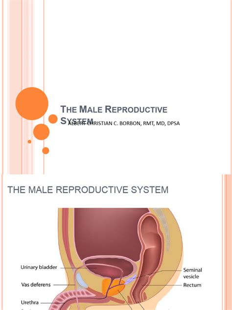 Male Reproductive System Pdf Testicle Prostate