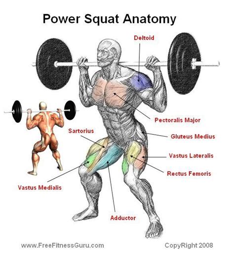 Power Squat Anatomy Squat Workout Muscle Fitness Leg Workout