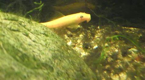 Chinese Algae Eater is a sucker A Practical Fishkeeping Blog