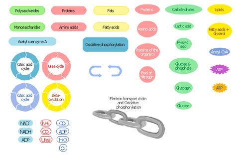 38 Diagram Of Metabolic Pathways Somhairlerae