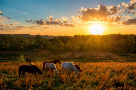 Kentucky Mountain Horse Gaits And Temperament Horsezz