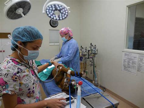 Rancho Cucamonga Veterinary Surgeries Vet Surgeon