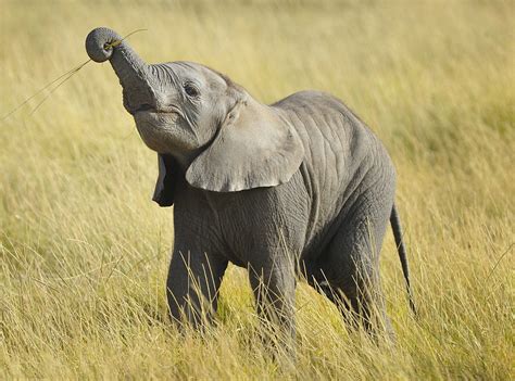 18 Reasons That Baby Elephants Are The Cutest Baby Animals