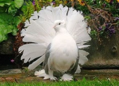 Unduh wallpaper hidup aplikasi disebut gambar burung merpatigambar animasi bergerak. Gambar Burung Merpati Kipas (Merpati Hias) | Gambar Foto ...