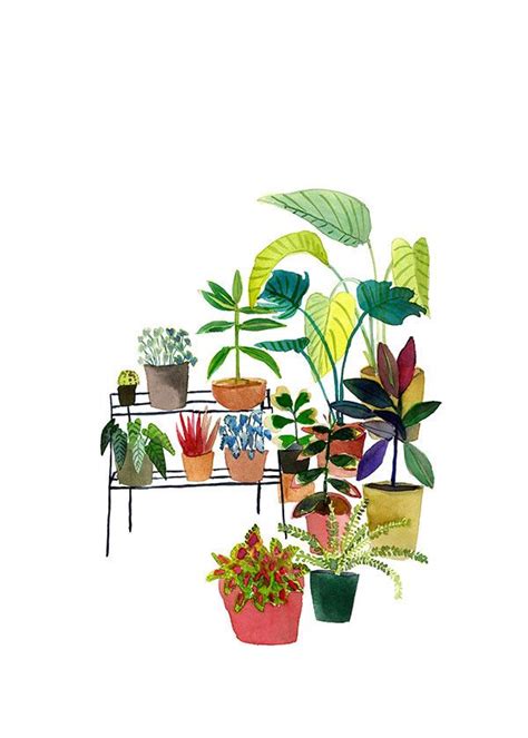 Indoor Plant Collection Elizabeth Barnett Art And Illustration