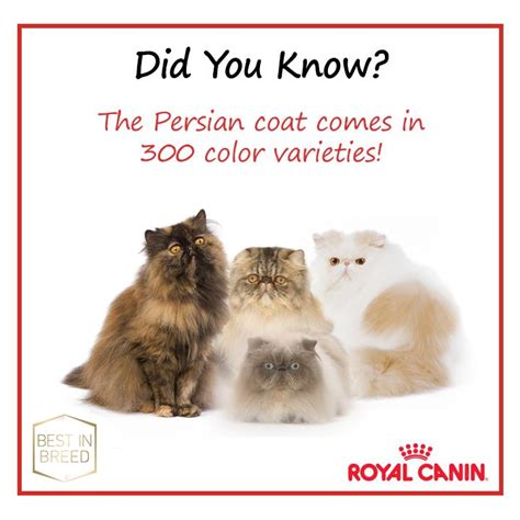 Persian Cat Weight Chart Pets Lovers