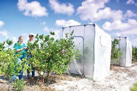 Researchers Look To The Sun For Help In Citrus Greening Fight Growing