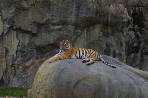 Tiger Free Stock Photo A Siberian Tiger Lying On A Rock 6707