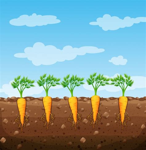 Premium Vector Carrots Growing Underground With Roots