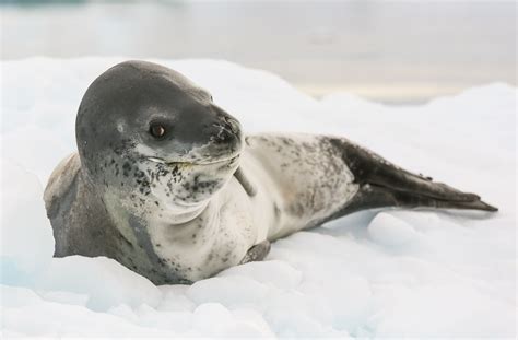 7 Fascinating Leopard Seal Facts