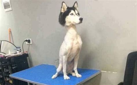 Husky With No Hair Viral Photo Prompts Questions And Concerns
