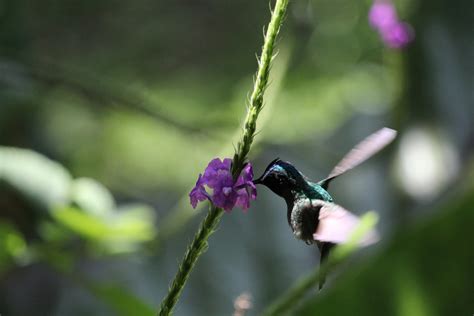 Violet Headed Hummingbird Zoochat