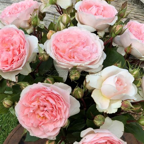 Treloar Roses New Release Garden Roses For 2018 Horticultural Media