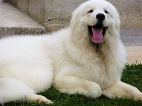 Is It Tough To Buy A Kuvasz In The Us