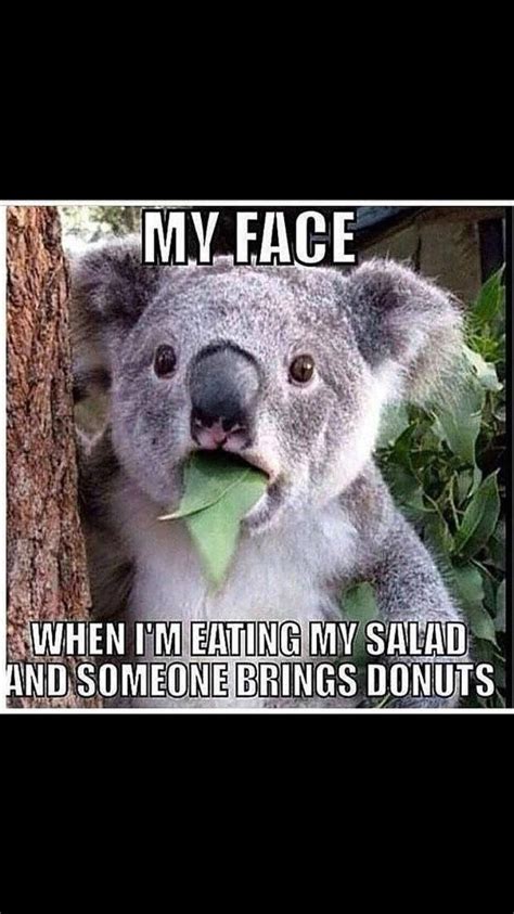 > my wife died in a laser accident, what is. Donuts 😕 | Funny animal memes, Funny animal jokes, Cute ...
