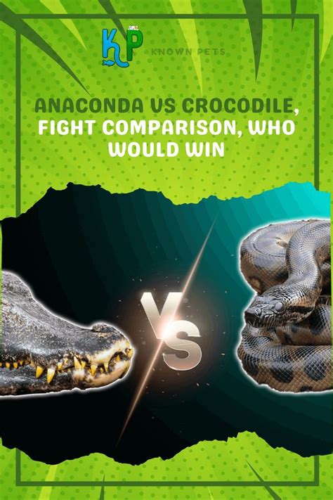 Anaconda Vs Crocodile Fight Comparison Who Would Win 1 Anaconda