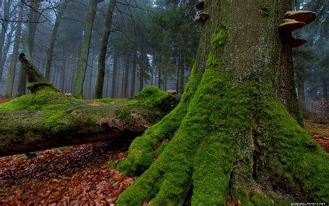 Nature Forest Wallpapers Wallpaper Cave