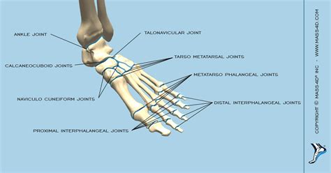 The Classification Of The Joints In Foot And Ankle Mass4d Foot Orthotics