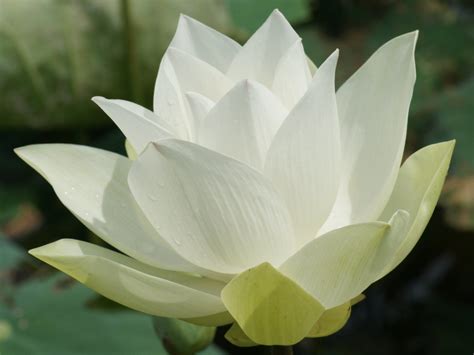 White Lotus Flower Meaning And Symbolism Mythologiannet