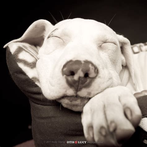 How To Shoot Creative Canine Photographs Composition And Dog Behavior