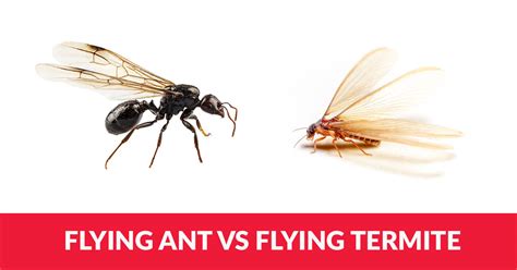 Are These Flying Ants Or Flying Termites Arrow Termite And Pest Control