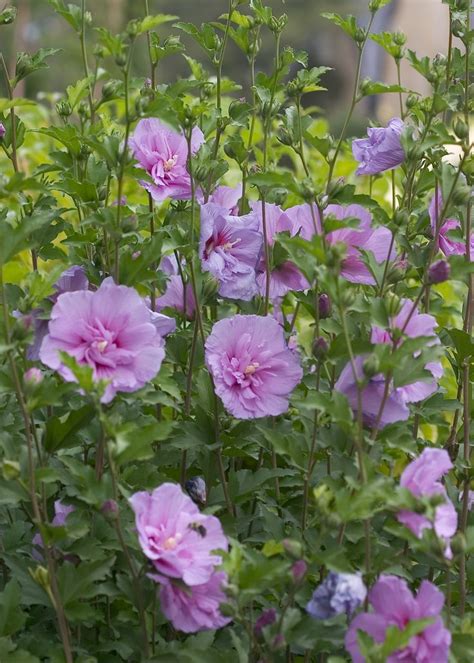 Lavender Chiffon® Rose Of Sharon Rose Of Sharon Lavender Plant