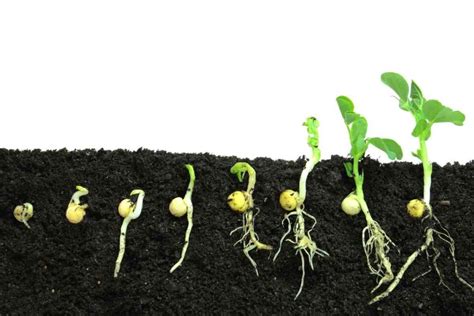 8 Different Peas Growing Stages Explained