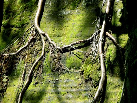 Roots Holding Hands Free Stock Photo Public Domain Pictures
