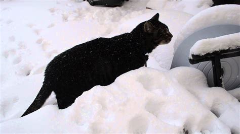 Cat Loves Snow Youtube