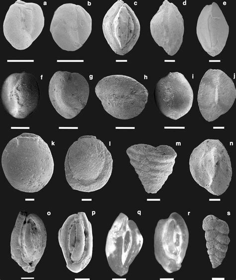 Small Benthic Foraminifera Iuib17 23b Scale Bars 200 μm A