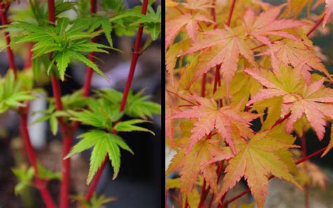Ornamental trees have a special place in the landscape. Buy Fjellheim Dwarf Coral Bark Japanese Maple For Sale ...
