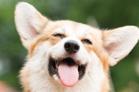 Why Do Dogs Sneeze When Theyre Excited
