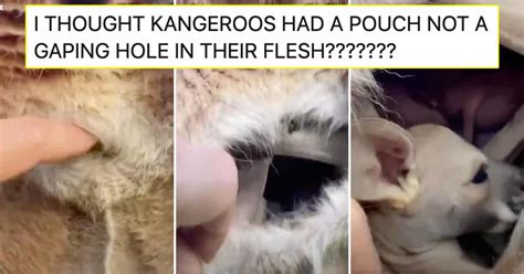 Rare Footage Of The Inside Of A Kangaroo Pouch Elicits Strong Reactions