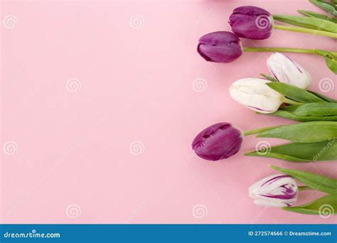 Bright Colorful Purple And White Flowers Tulips Lie On A Pink