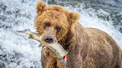 Fishing For Salmon With Alaskas Brown Bears Youtube