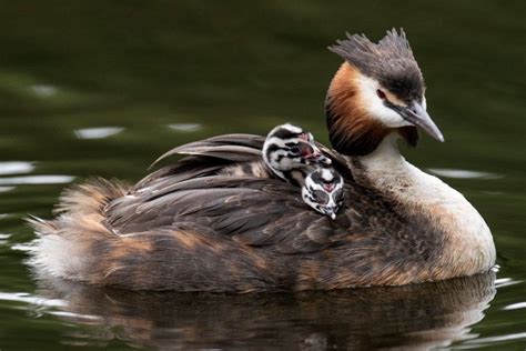 Great Crested Grebes Are Ridiculously Good At This Australian Geographic