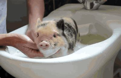 All gif files are sorted by. 24 Most Cutest Picture Of Animals Taking A Bath. #16 Is ...