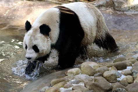 Edinburgh Zoo Uks Only Female Giant Panda Tian Tian Believed To Be