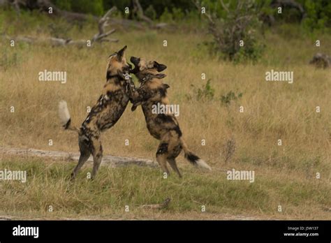 Two Cape Hunting Dogs Also Known As African Wild Dogs Playing And