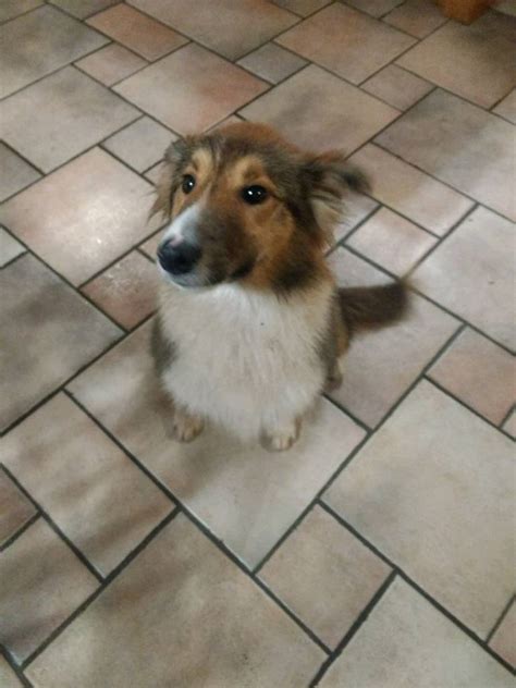 Rough Hair Collie Lassie Dog In Omagh County Tyrone Gumtree