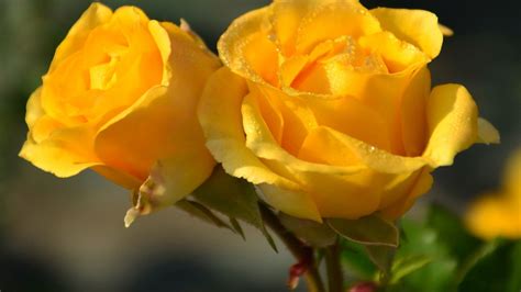 Download a photo or utilize your own flower images you snapped. Yellow Rose Backgrounds | PixelsTalk.Net