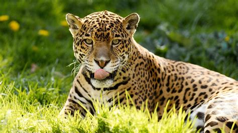 Jaguars are the only big cat in the americas and the third biggest in the world after tigers and lions. What Do Jaguars Eat?
