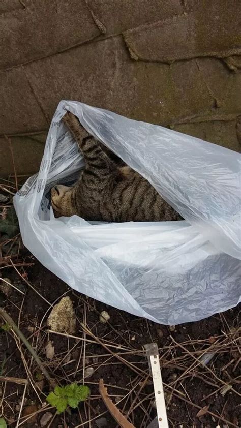Dead Cat Found Callously Dumped In A Plastic Bag In Pure Evil Act